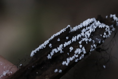 Protosteliomycetes