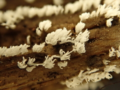 Protosteliomycetes