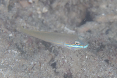 Valenciennea randalli