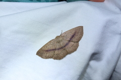 Sabulodes colombiata