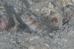 Amblyeleotris periophthalmus