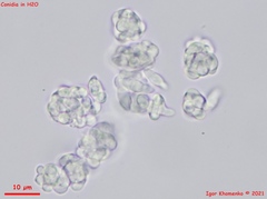 Dictyocatenulata alba