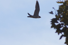 Falco peregrinus