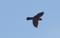 Falco peregrinus