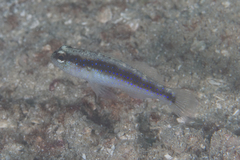 Asterropteryx striata