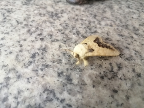 Phalera flavescens