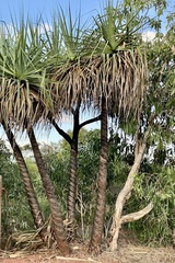 Pandanus spiralis