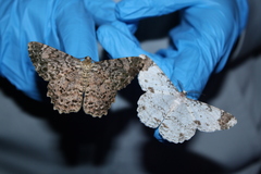 Epimecis diffundaria