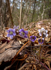 Hepatica americana