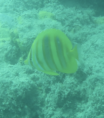 Chaetodon rainfordi