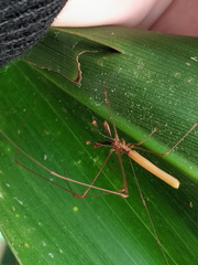 Tetragnatha rubriventris