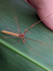 Tetragnatha rubriventris