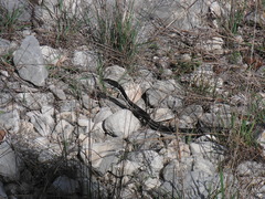 Masticophis taeniatus girardi