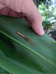 Tetragnatha rubriventris
