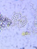 Xanthidium tetracentrotum - Photo (c) trientalid, some rights reserved (CC BY-NC), uploaded by trientalid
