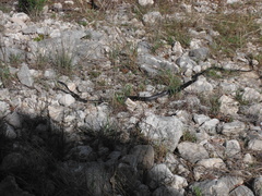 Masticophis taeniatus girardi