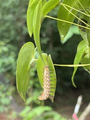 Heliconius charithonia