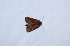 Eriopyga ditissima