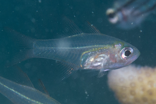 Fragile cardinalfish (Zoramia fragilis) — Apogonidae — 4