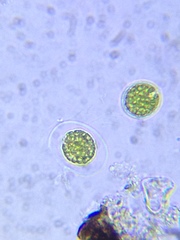 Chlamydomonadales