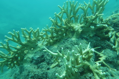 Millepora tenera