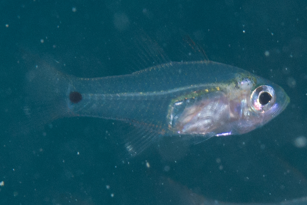 Fragile cardinalfish (Zoramia fragilis) — Apogonidae
