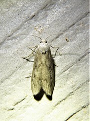 Aphomia terrenella
