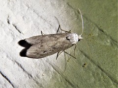 Aphomia terrenella