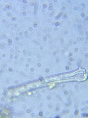 Actinella punctata