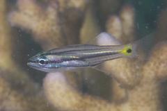 Five-Lined Cardinalfish photo 3