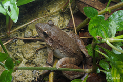 Limnonectes paramacrodon