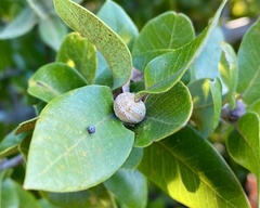 Kermesidae