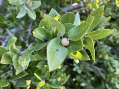Kermesidae