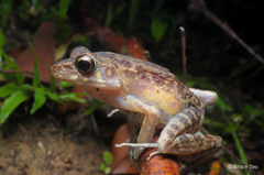Pulchrana baramica