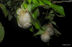 Polypedates otilophus