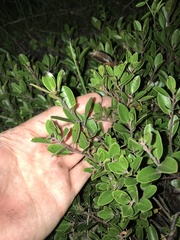 Arctostaphylos franciscana