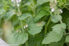 Phytomyza nepetae