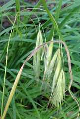 Bromus arenarius