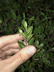 Arctostaphylos franciscana