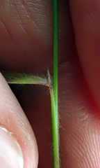 Bromus arenarius