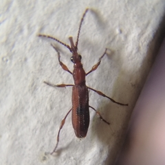Stereobates pedator