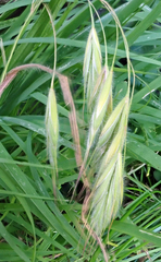 Bromus arenarius