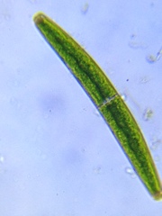 Closterium acerosum