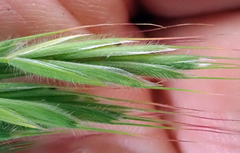 Bromus arenarius