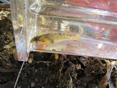 Etheostoma bison
