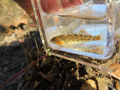 Etheostoma bison