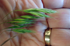 Bromus arenarius