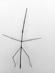 Pseudosermyle strigata