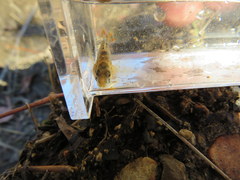 Etheostoma bison