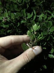 Arctostaphylos franciscana